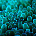 anemone shrimp