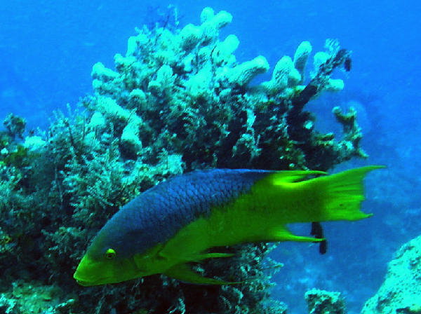 spanish hogfish