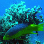 spanish hogfish