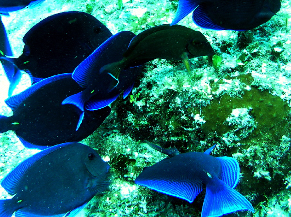 blue tangs eating