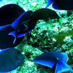 blue tangs eating