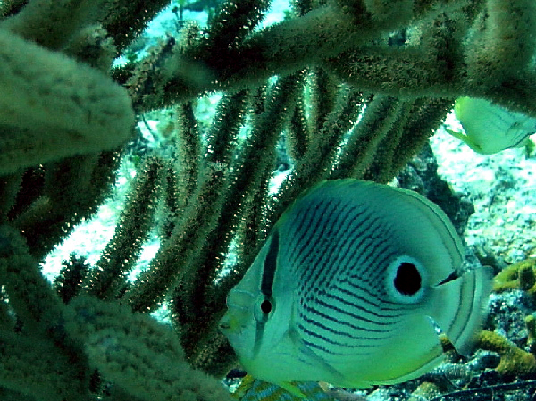 four eyed butterfly fish