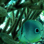 four eyed butterfly fish