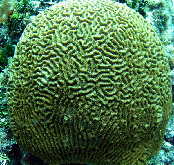 large brain coral