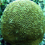 large brain coral