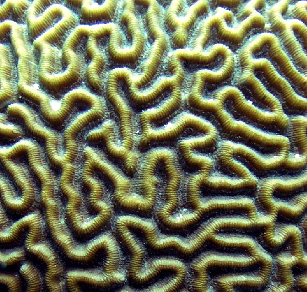 closeup of brain coral