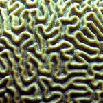 closeup of brain coral