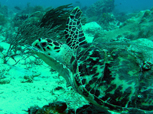 turtle at tortuga reef