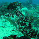 turtle at tortuga reef
