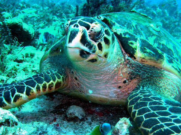 turtle close up