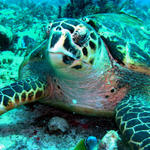 turtle close up