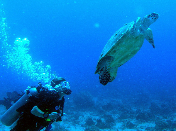 denise and turtle