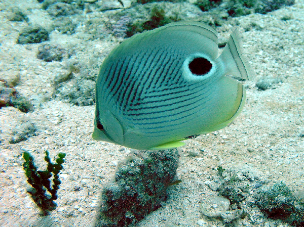 four eyed butterfly fish