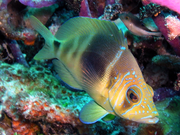 barred hamlet