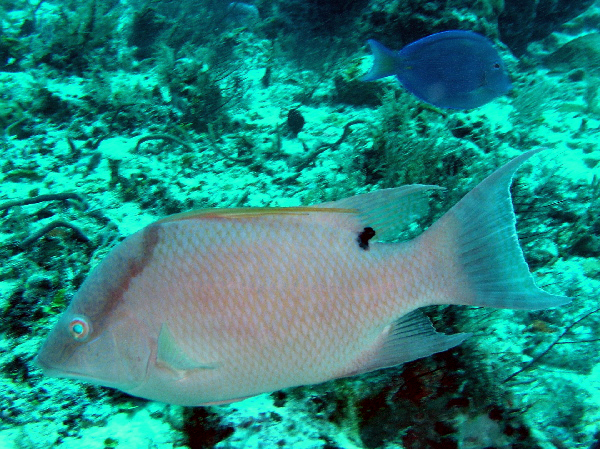 Hogfish