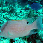 Hogfish