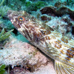 sand diver