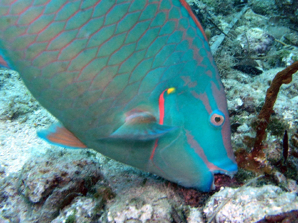 spotlight parrot fish