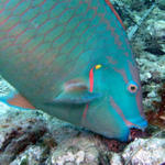 spotlight parrot fish