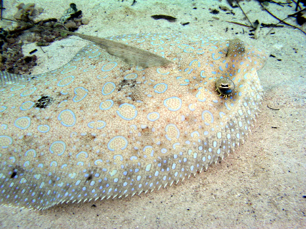 peacock flounder