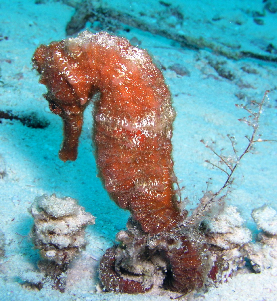 seahorse at tormentos reef