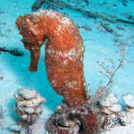 seahorse at tormentos reef