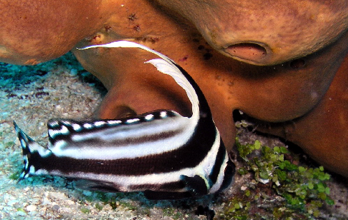 spotted drum fish