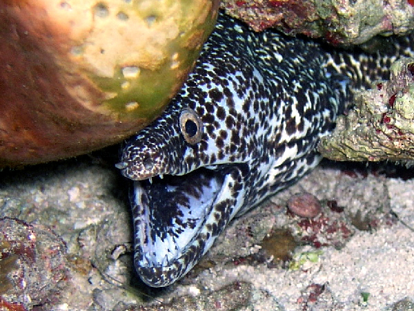 spotted eel