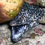 spotted eel