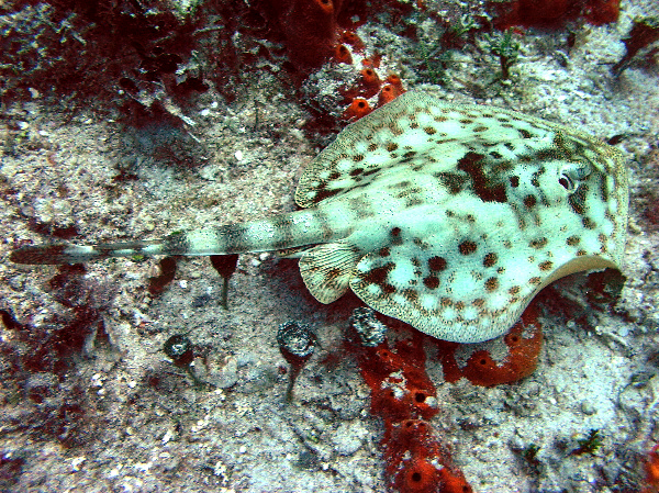 sting ray