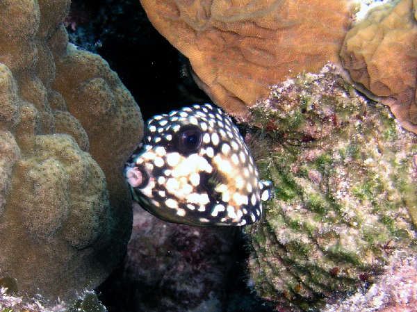 juvenile spotted trunk fish