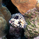 juvenile spotted trunk fish