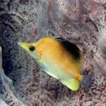 Longsnout Butterflyfish
taken by Madeline