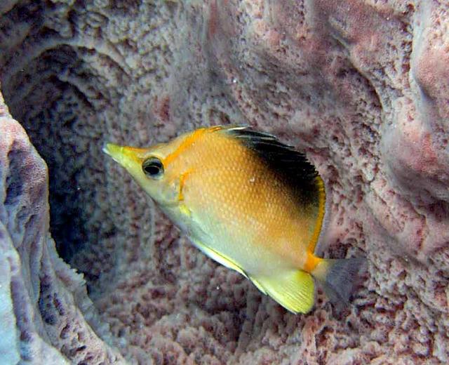 Longsnout Butterflyfish
taken by Madeline