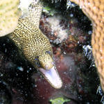 golden tail eel