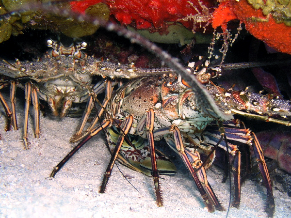 spiny lobsters