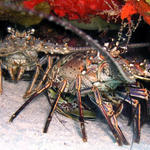 spiny lobsters