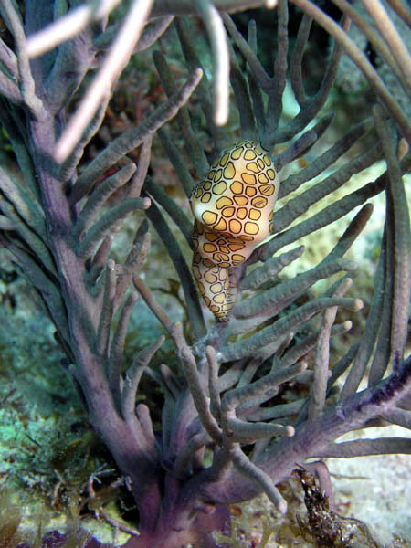 Flamingo Tongue