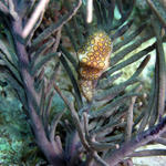 Flamingo Tongue