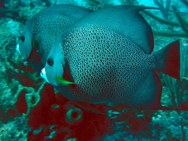 Angel Fish