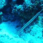 trumpet fish