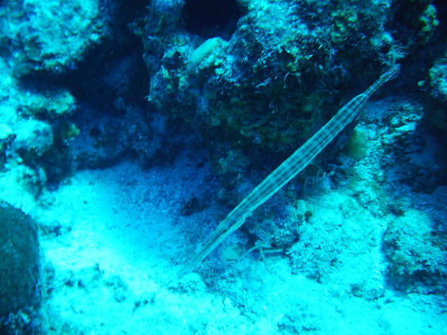 trumpet fish