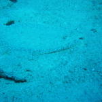 peacock flounder look closely