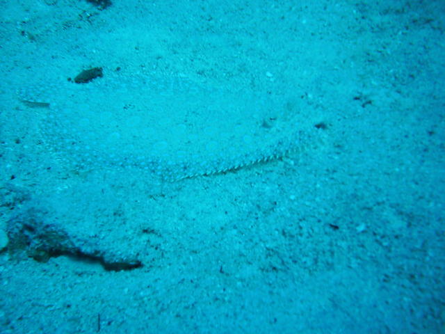 peacock flounder look closely