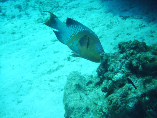 rainbow parrotfish