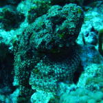 Scorpion fish