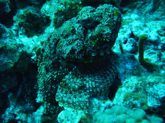 Scorpion fish