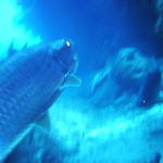 tarpon