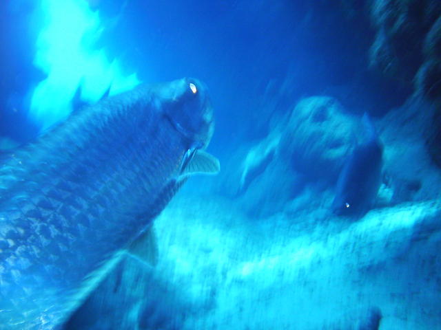 tarpon