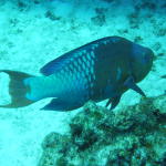 rainbow parrotfish